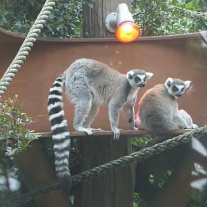 Ring-tailed Lemur