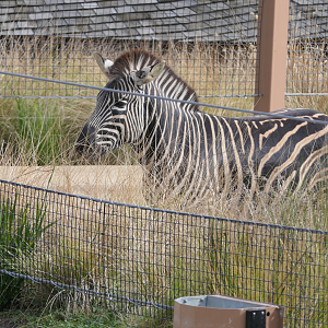 Plains Zebra