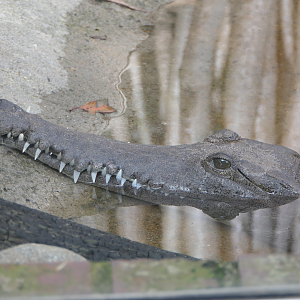Freshwater Crocodile