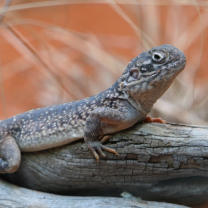 Central Netted Dragon