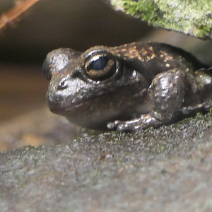 Booroolong Frog