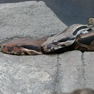Boa Constrictors