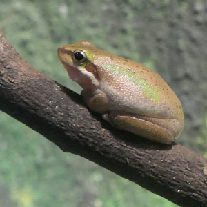 Eastern Dwarf Tree Frog