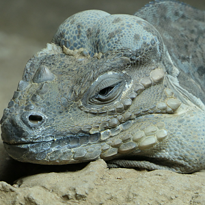 Rhinoceros Iguana