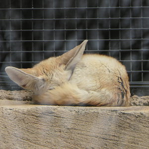 Fennec Fox