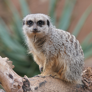 Meerkat