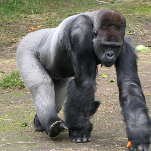 Western Lowland Gorilla