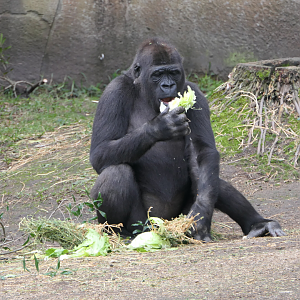 Western Lowland Gorilla