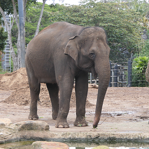 Asian Elephant