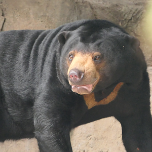 Sun Bear