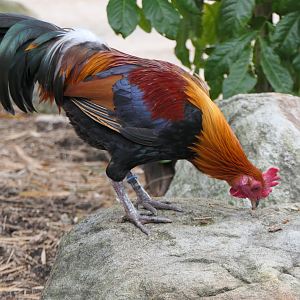 Red Junglefowl