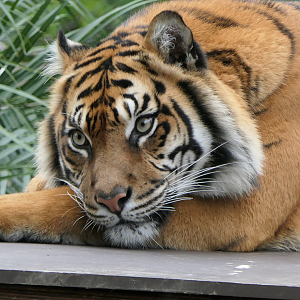 Sumatran Tiger