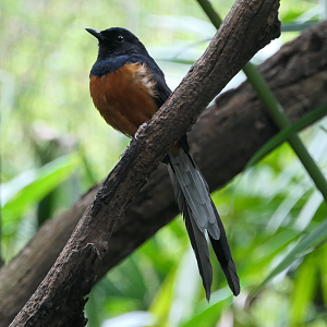 White-rumped Shama