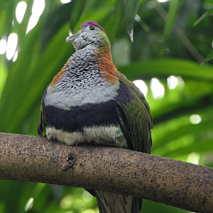 Superb Fruit-Dove