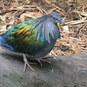 Nicobar Pigeon