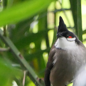 Red-whiskered Bulbul