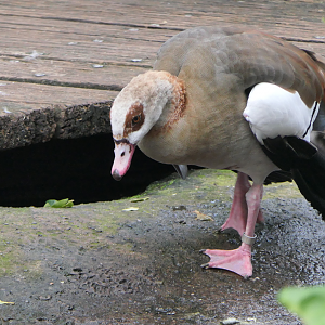 Egyptian Goose