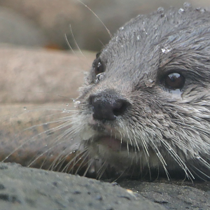 Asian Short-clawed Otter