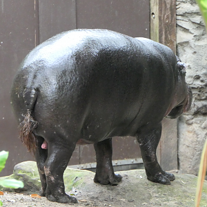 Pygmy Hippo