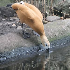 Ruddy Shelduck