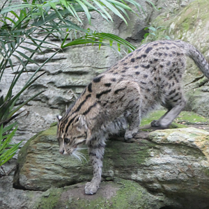 Fishing Cat