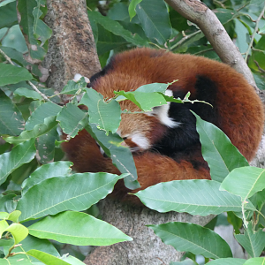Red Panda