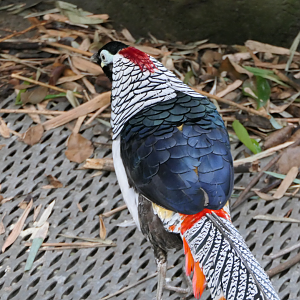 Lady Amherst's Pheasant