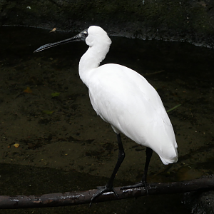 Royal Spoonbill