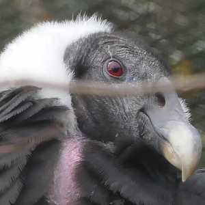 Andean Condor