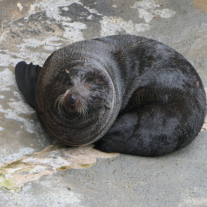 New Zealand Fur Seal