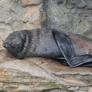 Australian Sea Lion