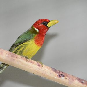 Red-headed barbet (Eubucco bourcierii aequatorialis)