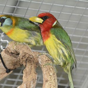 Red-headed barbet (Eubucco bourcierii aequatorialis)