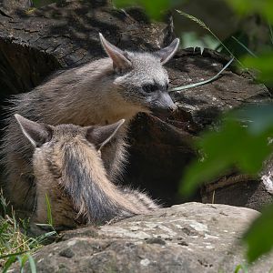 Southern aardwolf (Proteles cristata cristata)