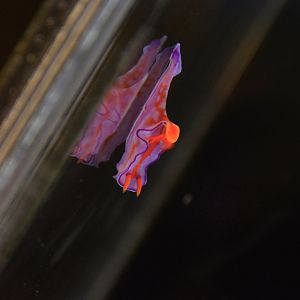 Bicolor nudibranch (Ceratosoma bicolor)