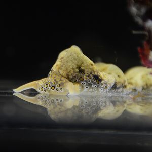 Ringed sap-sucking slug (Plakobranchus ocellatus)