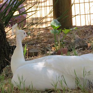 White Peacock (2021)