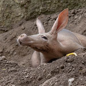 Aardvark (Orycteropus afer)