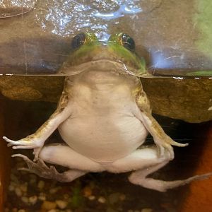 Weird Green Frog (Outdoor Discovery Center, Holland MI, 8/8/23)