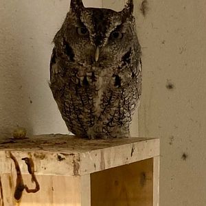 Eastern Screech Owl (Outdoor Discovery Center, Holland MI, 8/8/23)