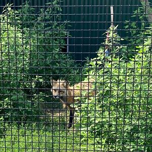 Red Fox (Outdoor Discovery Center, Holland MI, 8/8/23)
