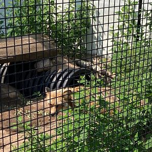 Red Fox (Outdoor Discovery Center, Holland MI, 8/8/23)
