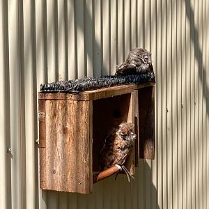 Eastern Screech Owls (Outdoor Discovery Center, Holland MI, 8/8/23)