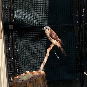 American Kestrel (Outdoor Discovery Center, Holland MI, 8/8/23