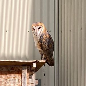 Western Barn Owl (Outdoor Discovery Center, Holland MI, 8/8/23)