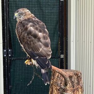 Broad Winged Hawk (Outdoor Discovery Center, Holland MI, 8/8/23)