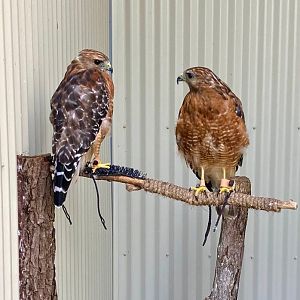 Red Shouldered Hawks (Outdoor Discovery Center, Holland MI, 8/8/23)