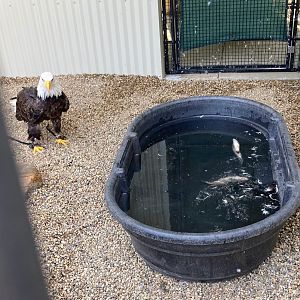 Bald Eagle Vs Fish, Part 1 (Outdoor Discovery Center, Holland MI, 8/8/23)