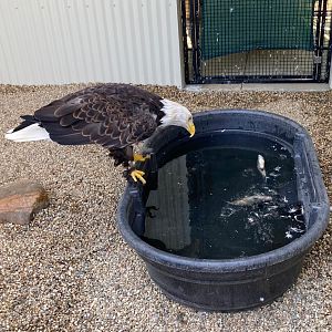 Bald Eagle Vs Fish, Part 2 (Outdoor Discovery Center, Holland MI, 8/8/23)