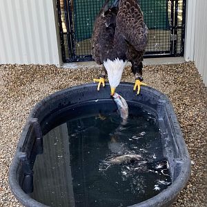 Bald Eagle Vs Fish, Part 3 (Outdoor Discovery Center, Holland MI, 8/8/23)
